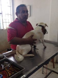 esterelizacion