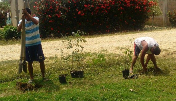 reforestan-4