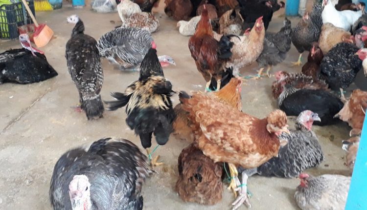 25675010_10214401066798086_1996793123_n